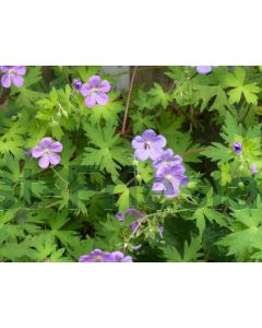 Geranium 'Blue Sunrise' P9 / 24 per kist