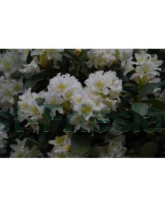 Rhododendron 'Cunningham's White' 60-70 cm C7.5