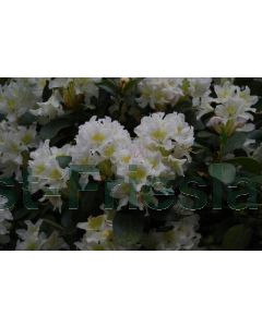 Rhododendron 'Cunningham's White' 80-100 cm C20