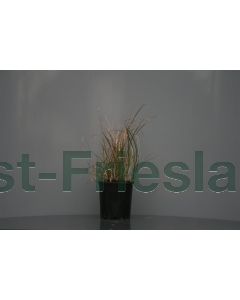 Miscanthus sin. 'Adagio' C2