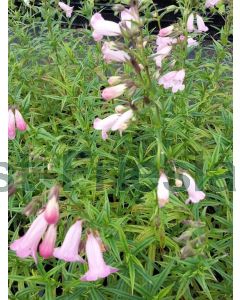 Penstemon 'Apple Blossom' P9 / 24 per kist