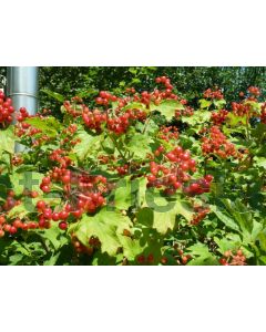 Viburnum opulus 60-100 cm kw 2-3 tak, bos á 25 stuks