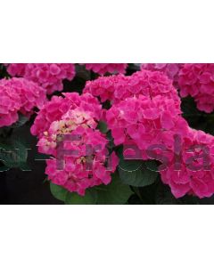 Hydrangea m. (Rood) C2