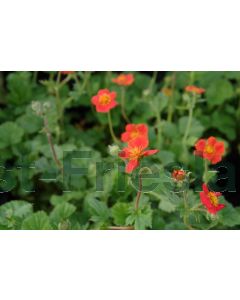 Geum cocc. 'Borisii' P9 / 24 per kist