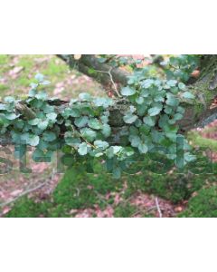 Nothofagus antarctica 125-150 cm C15