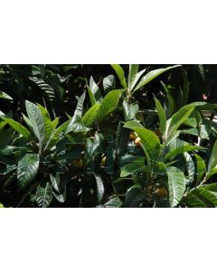 Eriobotrya japonica halfstam C25