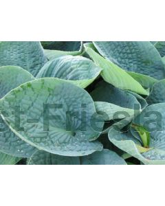 Hosta 'Big Daddy' P9 / 24 per kist