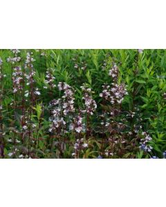 Penstemon digit. 'Husker Red' C2