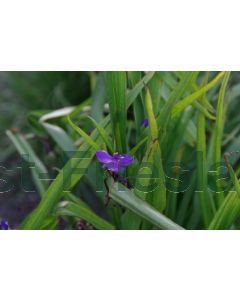 Tradescantia (A) 'Leonora' P9 / 24 per kist