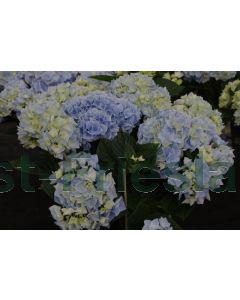 Hydrangea m.(Blauw) C2