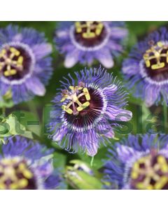 Passiflora 'Purple Rain' 75 cm C2