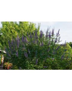 Vitex agnus-castus C2