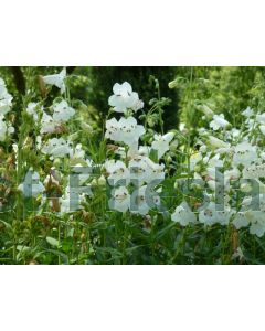 Penstemon 'White Bedder' P9 / 24 per kist