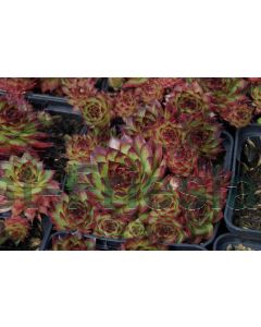 Sempervivum 'Lipari' P9 / 24 per kist