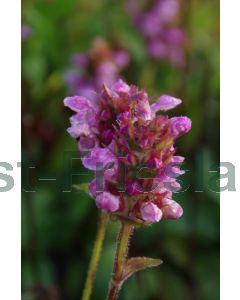 Prunella webbiana 'Rosea' P9 / 24 per kist