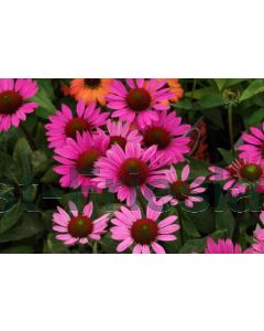 Echinacea purp. 'Little Magnus' P9 / 24 per kist