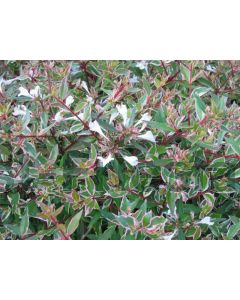 Abelia grd. 'Confetti' 40-50 cm C10