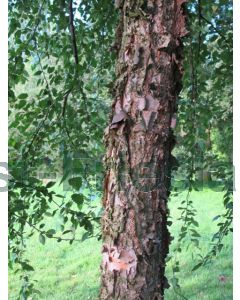 Betula nigra 250-300 cm C75 Meerstam