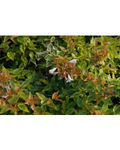 Abelia grd. 'Kaleidoscope' 40-50 cm C10