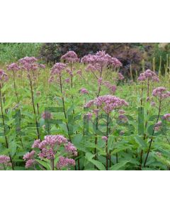 Eupatorium mac. 'Purple Bush' P9 / 24 per kist