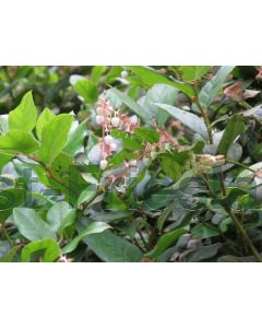 Gaultheria shallon 20-25 cm P13