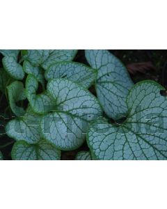 Brunnera macr. 'Looking Glass' P9 / 24 per kist