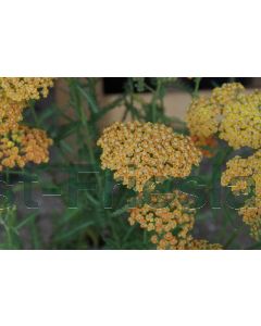 Achillea 'Terracotta' C2