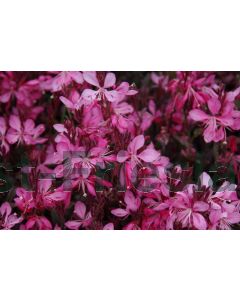 Gaura lind. 'Crimson Butterflies' P9 / 24 per kist