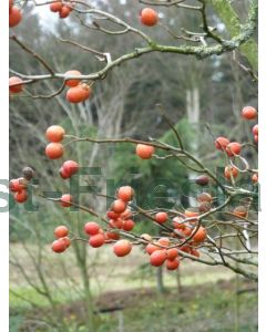 Crataegus lavalleei 'Carrierei' C25 120 cm stam