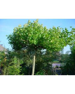 Platanus hispanica 6/8 kw