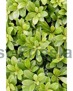 Pittosporum tob. 'Nanum' 30-40 cm C3