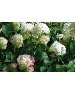 Hydrangea pan. 'Phantom' C2