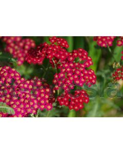 Achillea mil. 'Paprika' C2