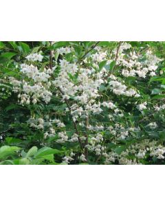 Styrax japonicus 150-175 cm C20