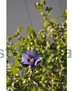 Hibiscus syr. 'Marina' 80-100 cm kluit