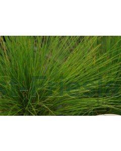 Festuca amethystina P9 / 24 per kist