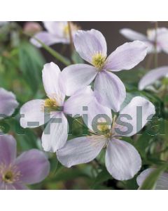 Clematis mont. 'Pink Perfection' 75 cm C2