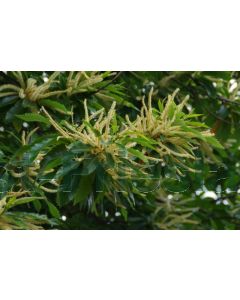 Castanea sativa 16/18 C75