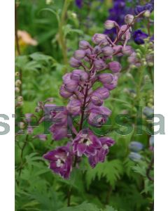 Delphinium (P) 'Astolat' P9 / 24 per kist