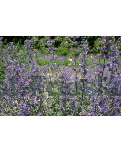 Nepeta faass. 'Dropmore' P9 / 24 per kist