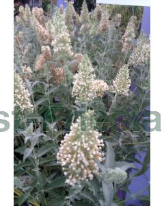 Buddleja dav. 'Buzz Ivory'® C2