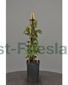 Lonicera henryi 75 cm C2