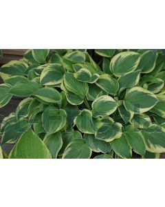 Hosta 'Wide Brim' P9 / 24 per kist