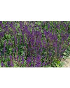 Salvia nem. 'Mainacht' P9 / 24 per kist