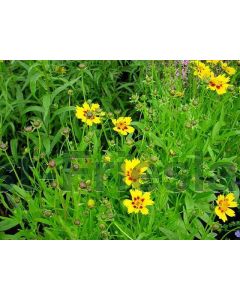 Coreopsis lanceolata 'Baby Gold' P9 / 24 per kist