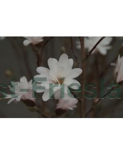 Magnolia stellata C3