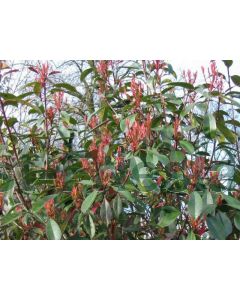 Photinia fras. 'Red Robin' 10/12 C45 200 cm stam