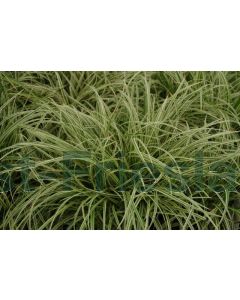 Carex mor. 'Silver Sceptre' P9 / 24 per kist