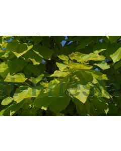 Catalpa bignonioides 'Aurea' 125-150 cm C20