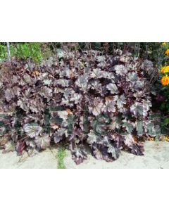 Heuchera 'Plum Pudding' P9 / 24 per kist